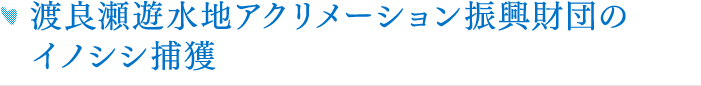 渡良瀬遊水地アクリメーション振興財団のイノシシ捕獲