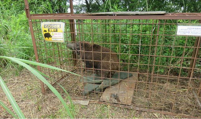 箱わなによるイノシシ捕獲2